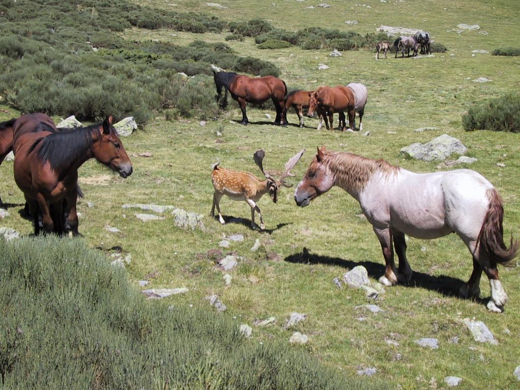 La Coberta-Lo Paller Del Coc Rialp Dış mekan fotoğraf